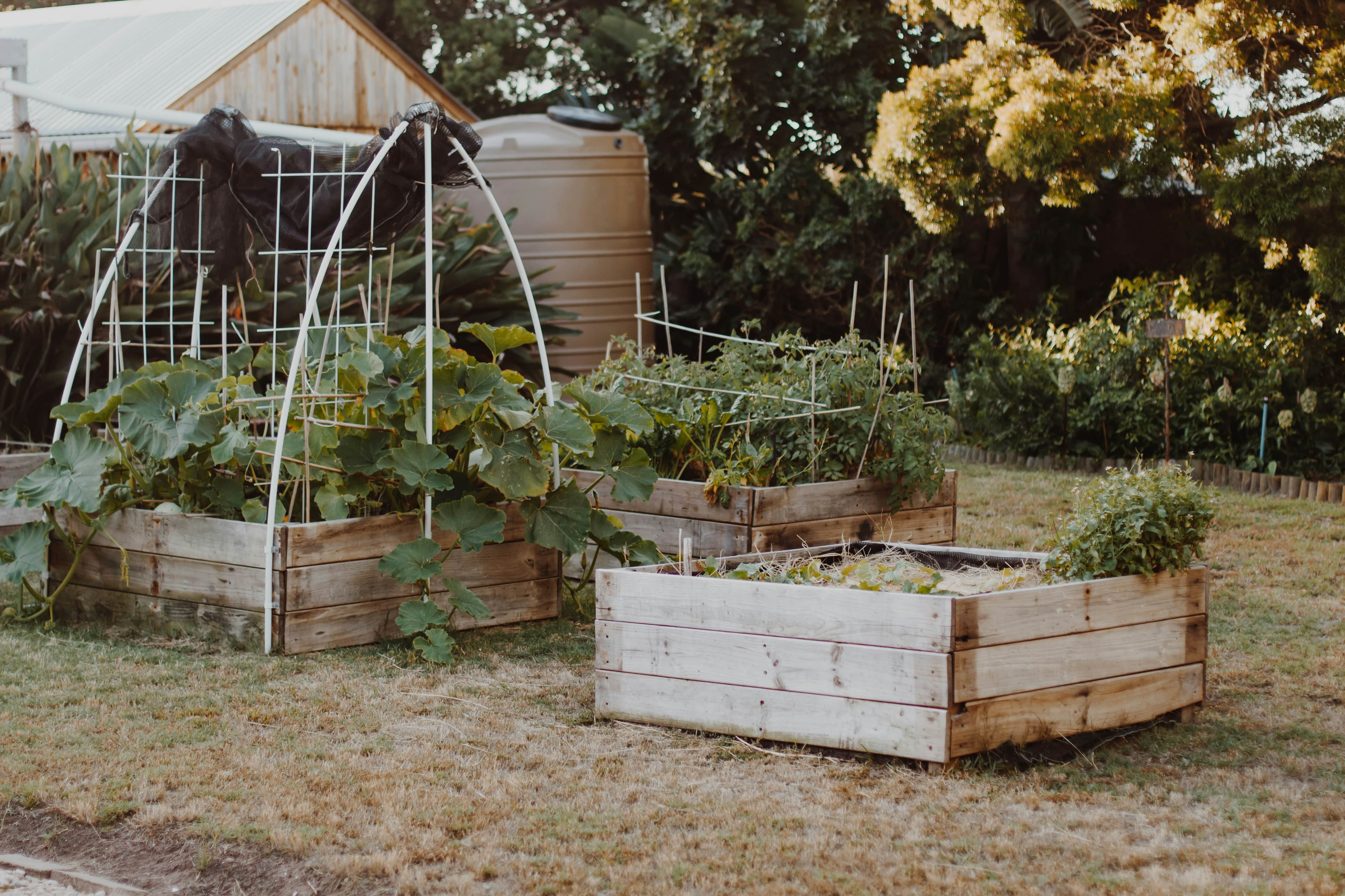 Carrés potagers en chêne ou châtaignier