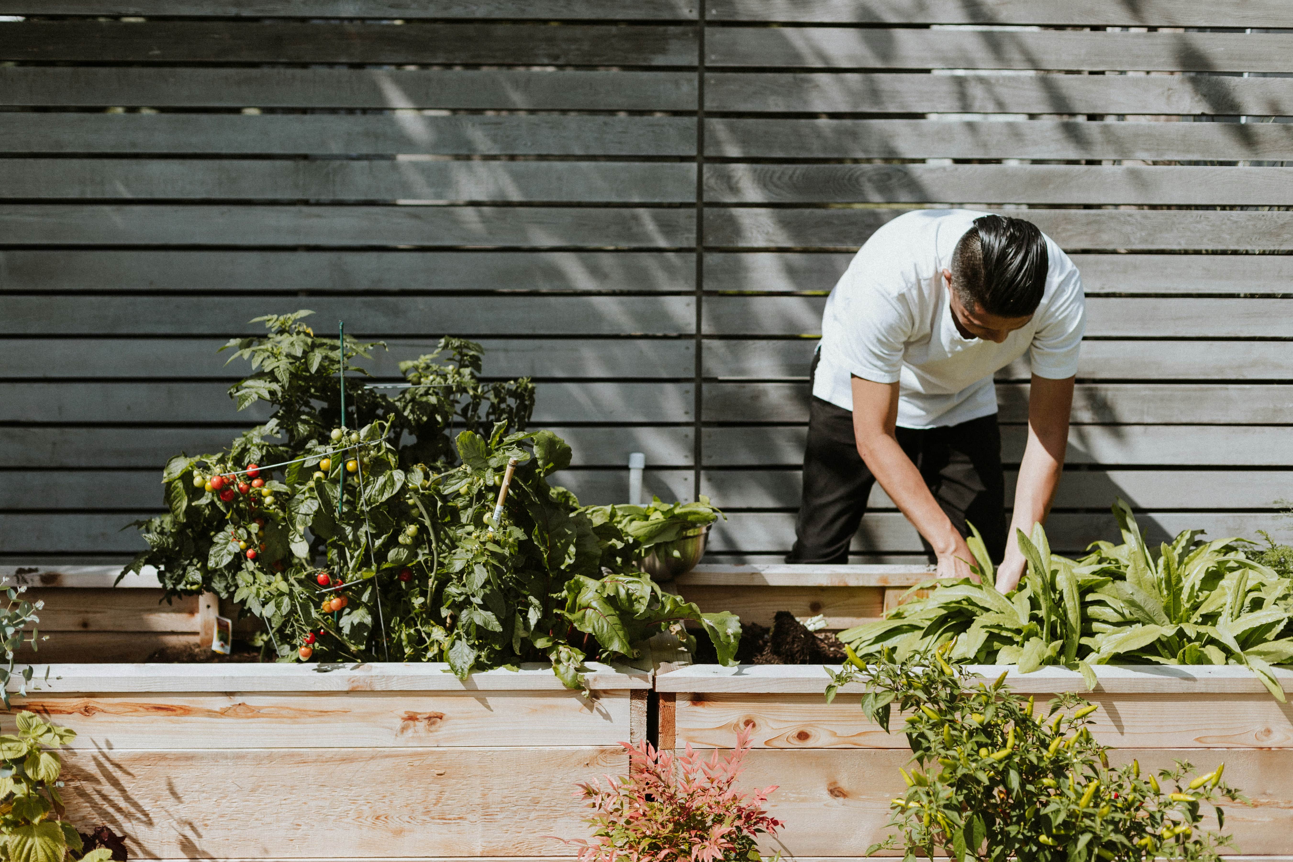 Carré Potager